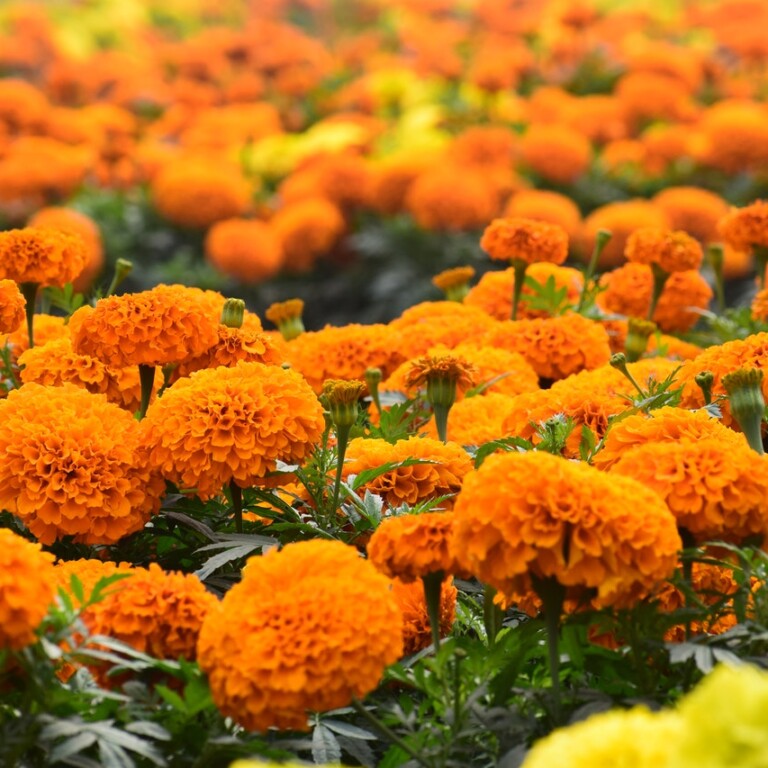 calendula