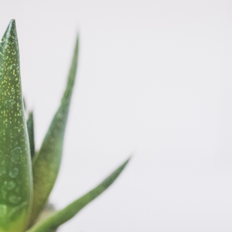 aloe - disturbi intimi